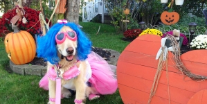 Halloween Pet Safety Tips