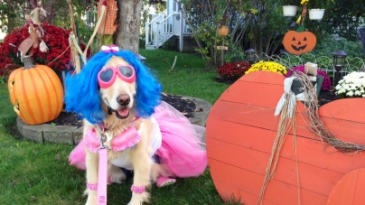 Halloween Pet Safety Tips