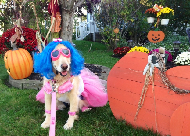 Halloween Pet Safety Tips