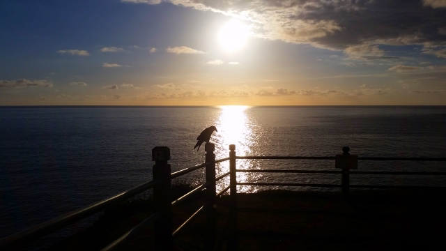 Point Vicente Park Sunset with Crow
