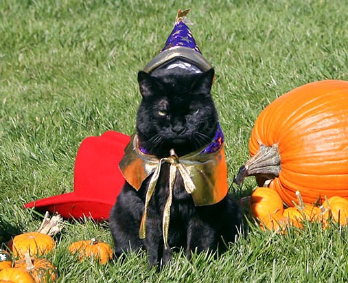 Wizard Cat