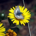 Creating a Butterfly Garden