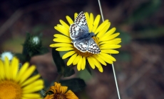 Creating a Butterfly Garden