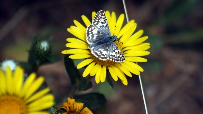 Creating a Butterfly Garden