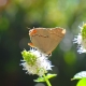 Creating a Butterfly Garden