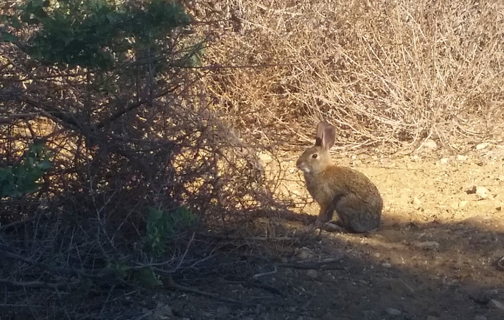 bunny rabbit