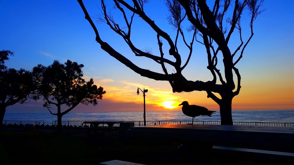 A Bird in Redondo Beach