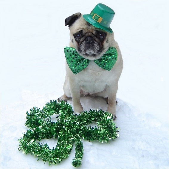 St. Patrick's Day Dog