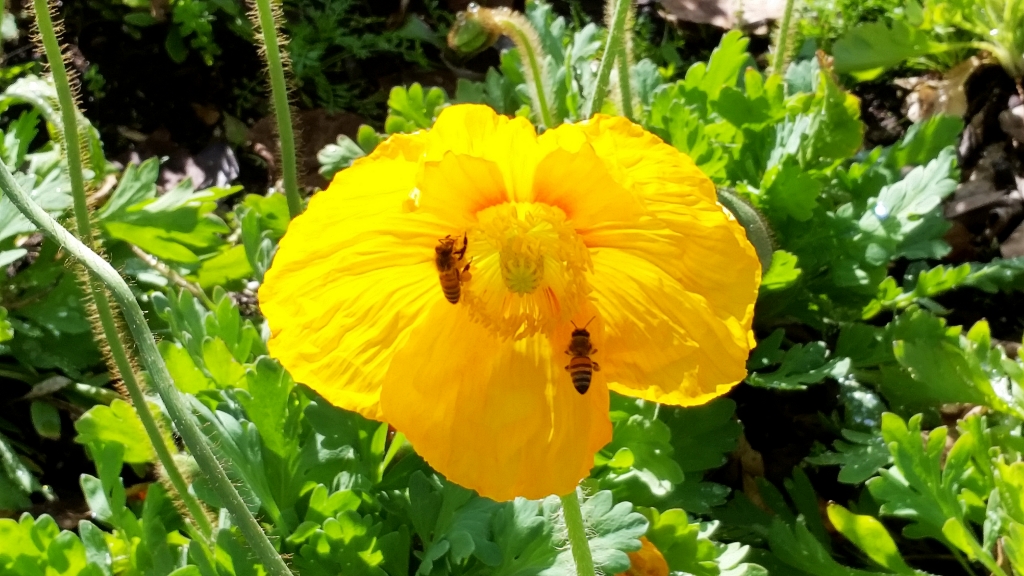 Bees in Ice Poppy (Papaver nudicaule)