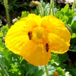 Attracting Beneficial Bees to Your Garden