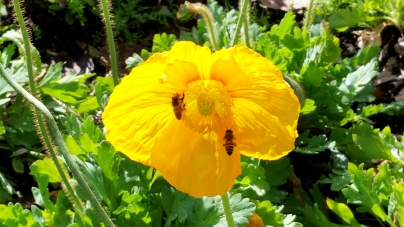 Attracting Beneficial Bees to Your Garden