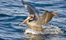 International Bird Rescue