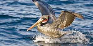International Bird Rescue