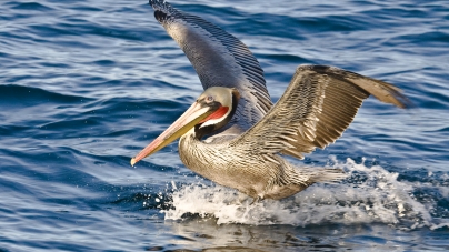 International Bird Rescue