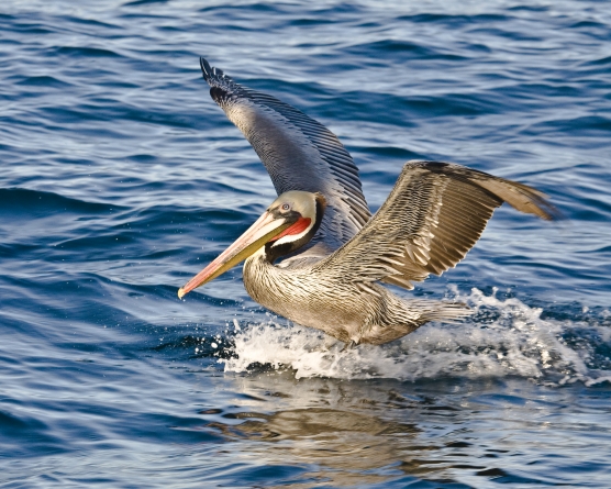 International Bird Rescue