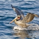 International Bird Rescue