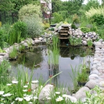 FREE Mosquitofish for LA County Residents