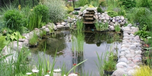 FREE Mosquitofish for LA County Residents