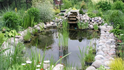 FREE Mosquitofish for LA County Residents