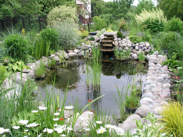 FREE Mosquitofish for LA County Residents