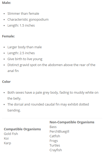 Mosquitofish Stats