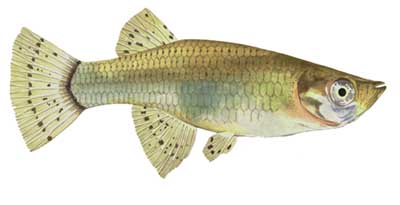 female mosquitofish