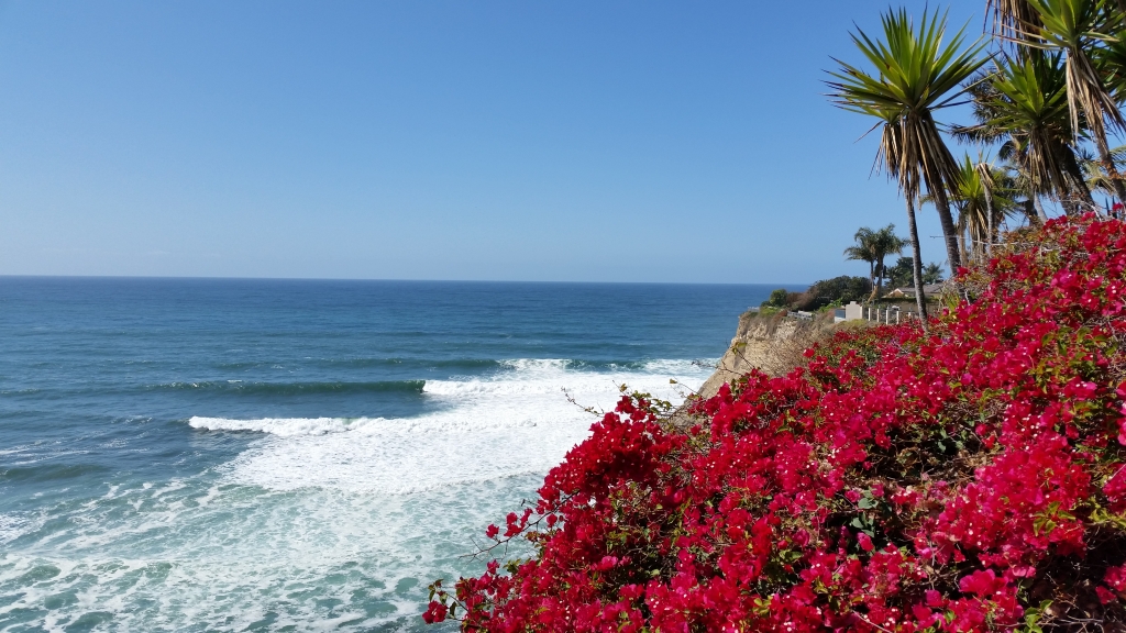 Lunada Bay Flowers
