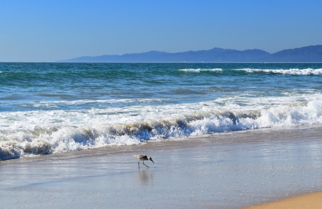 el-porto-beach-manhattan-beach
