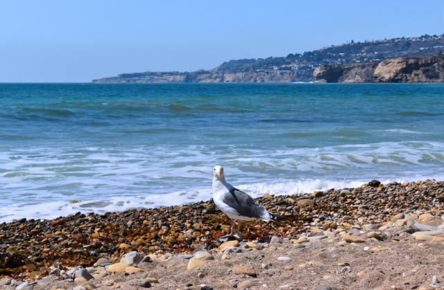 Portuguese Bend Beach Club
