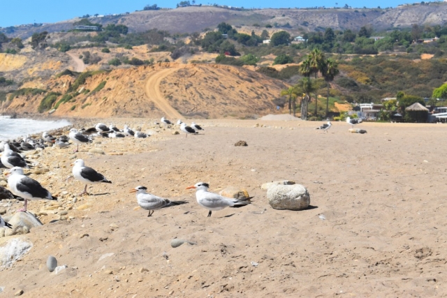 Portuguese Bend Beach Club