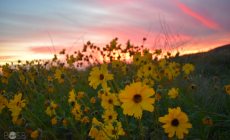 White Point Nature Preserve & Park