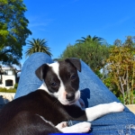 Dog-Friendly Dining in the South Bay