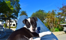 Dog-Friendly Dining in the South Bay