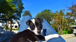 Dog-Friendly Dining in the South Bay