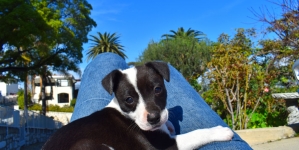 Dog-Friendly Dining in the South Bay