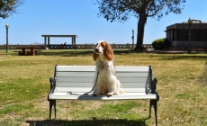 Gallery: Doggie Photo Day – Point Fermin Park