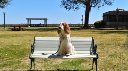 Gallery: Doggie Photo Day – Point Fermin Park