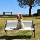 Gallery: Doggie Photo Day – Point Fermin Park