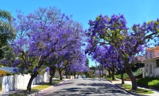 FREE Shade Trees Delivered to Your Home