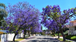 FREE Shade Trees Delivered to Your Home