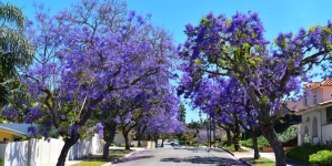 FREE Shade Trees Delivered to Your Home