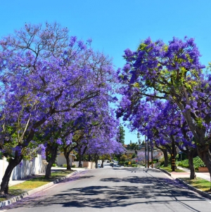FREE Shade Trees Delivered to Your Home