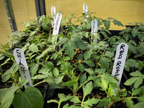 Plant Sale and Earth Day Celebration