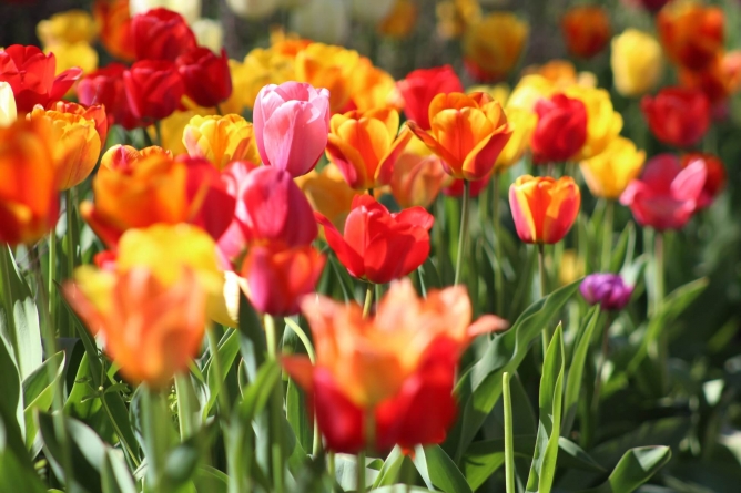 6 Steps to Making Your Garden More Eco-Friendly