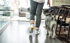 Dog-Friendly Summer Activities Near the South Bay