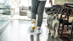 Dog-Friendly Summer Activities Near the South Bay