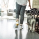 Dog-Friendly Summer Activities Near the South Bay