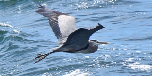 Bird L.A. Day – Bird Rescue Open House